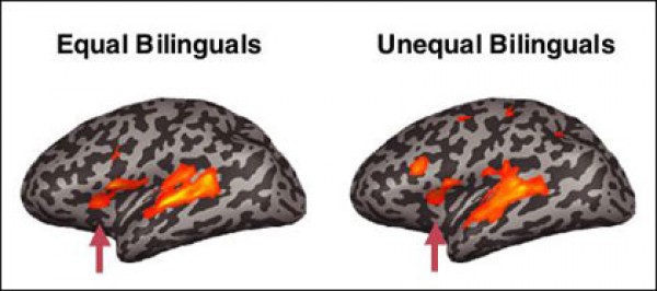 bilingual