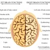 In the head of bilinguals and interpreters: neurolinguistic aspects functions-of-the-brain-hemispheres